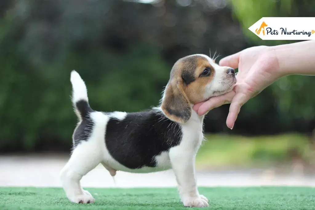 Pocket Beagles