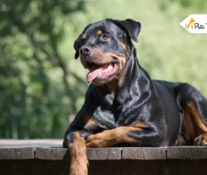 Rottweiler Pitbulls Mix