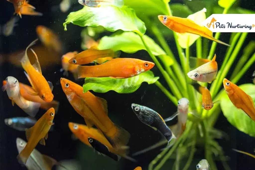 Small Aquarium Fishes