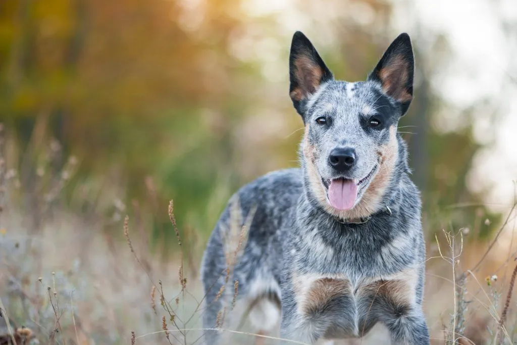 Texas Heeler : All About the Dog Who Loves to Work - Pets Nurturing