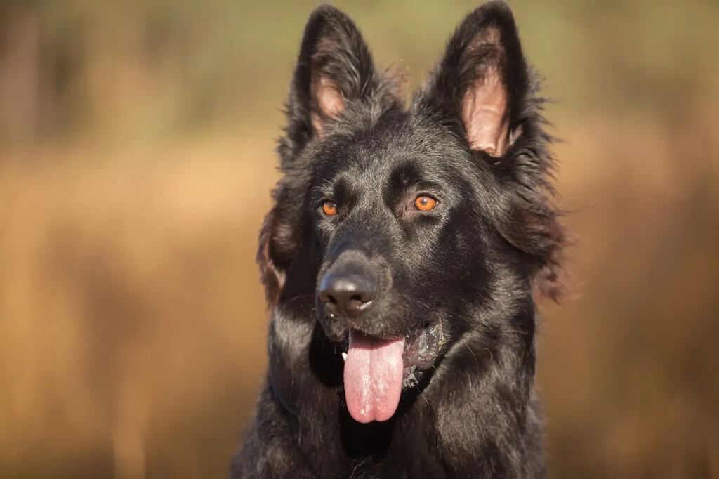 Experience Level for Owning a Black German Shepherd Dog