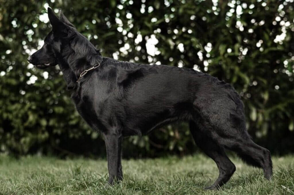 Training and Exercise Needs of a Black German Shepherd