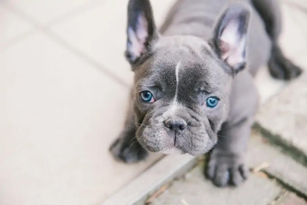 blue french bulldog