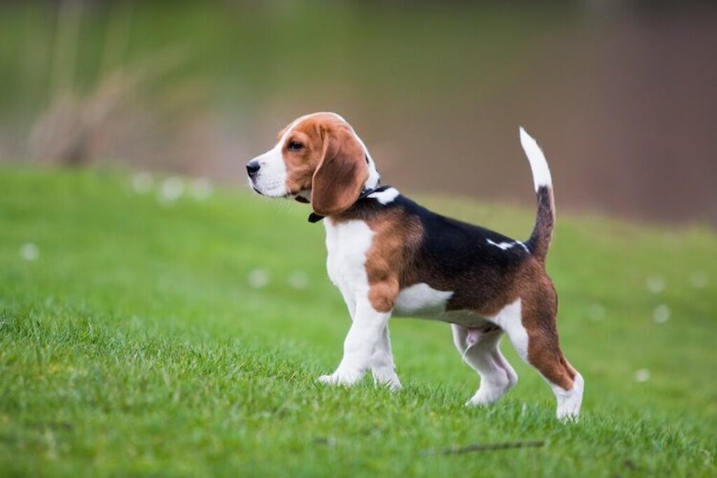 Pocket Beagle Size