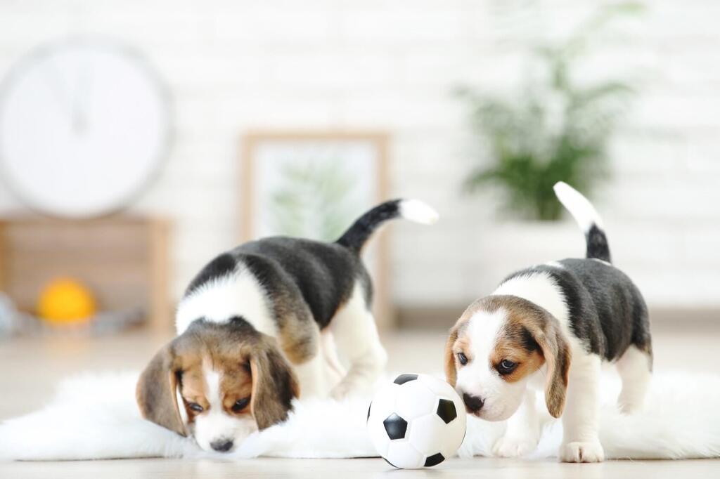 Pocket Beagle Puppies
