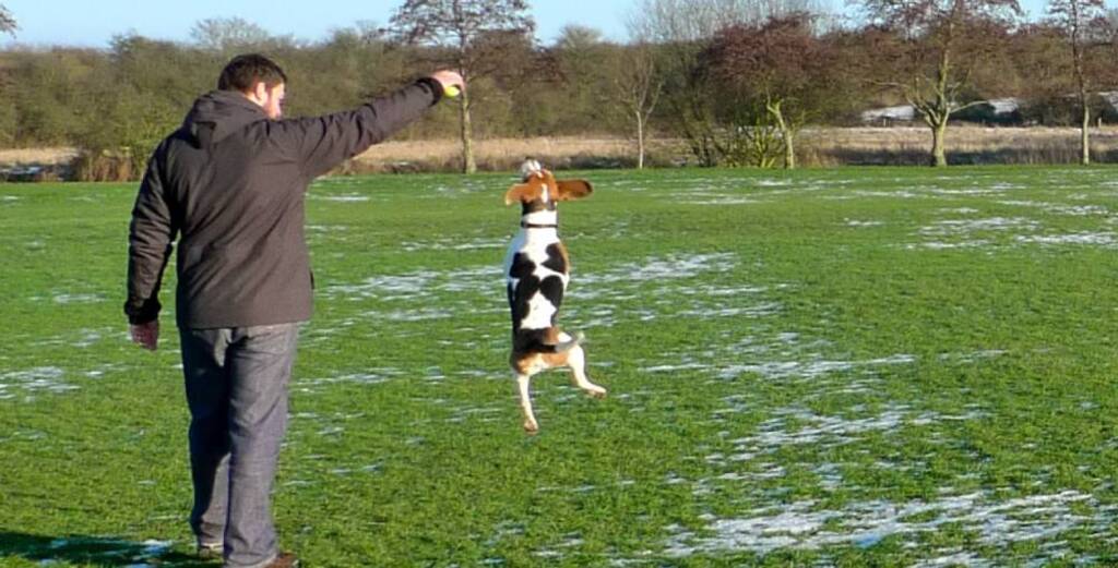 Exercise and Training to pocket beagle