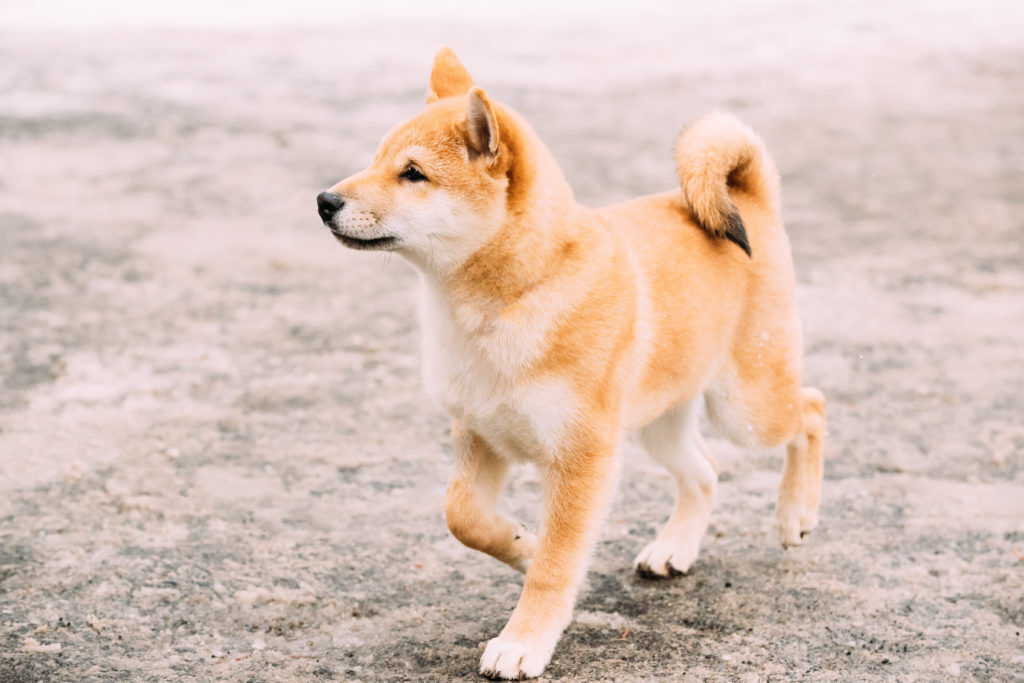 Temperament And Personality of Shiba Inu Puppies