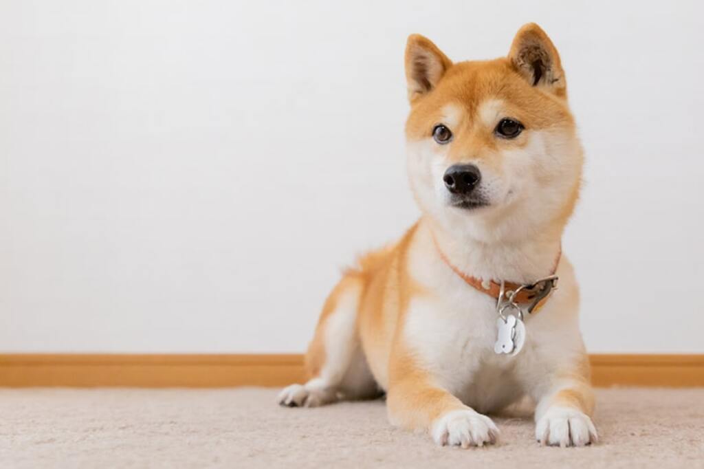 Appearance of Shiba Inu Puppies