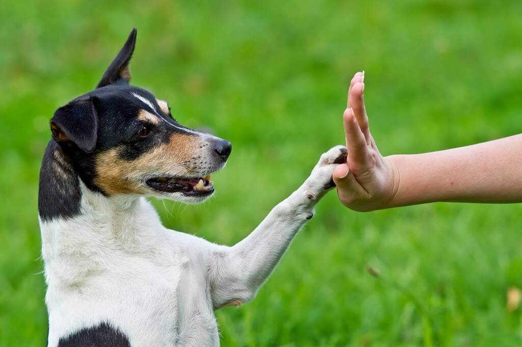 Hitting Dogs For Discipline to Your Dog