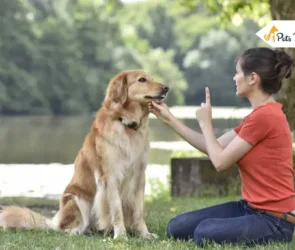 Mistakes to Avoid When Training Your Dogs