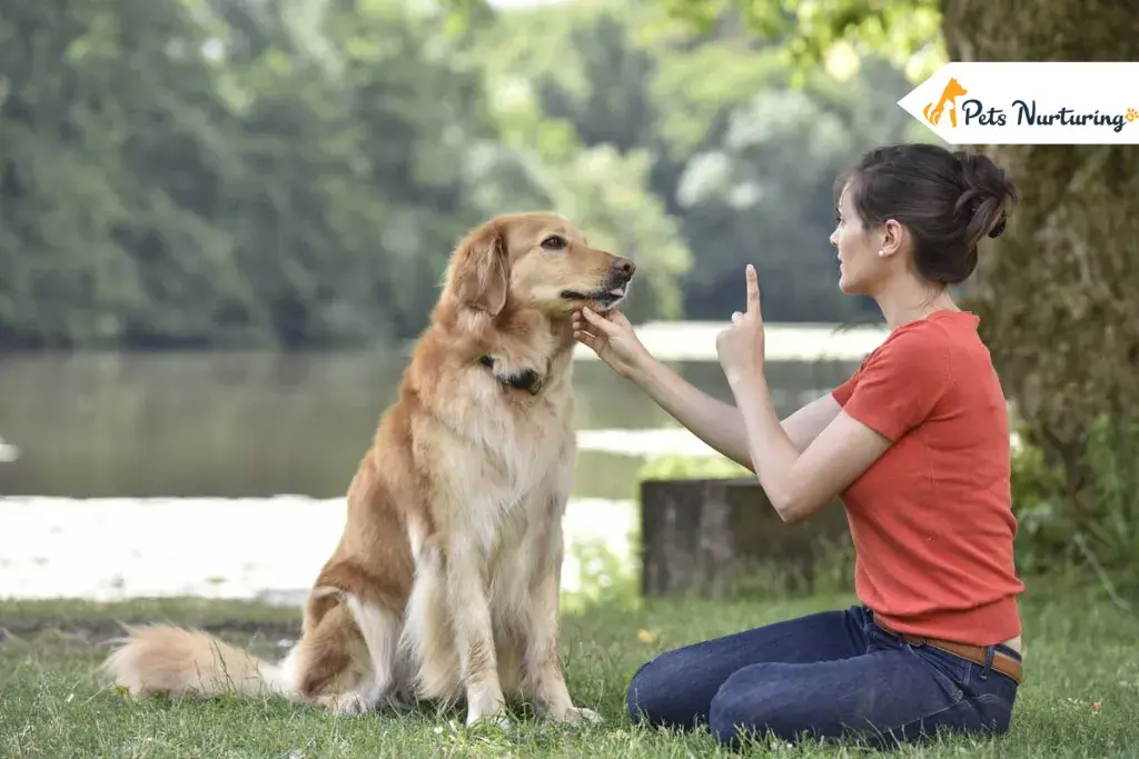 Mistakes to Avoid When Training Your Dogs