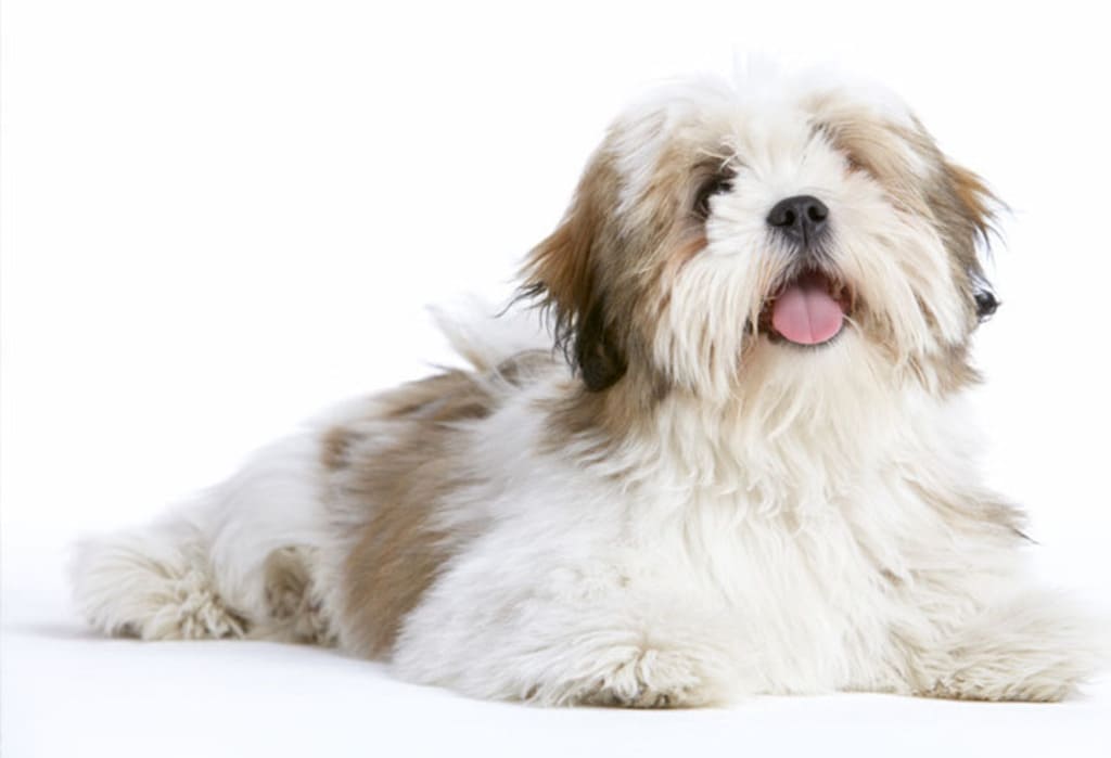 Lhasa Apso a fluffy dog breeds