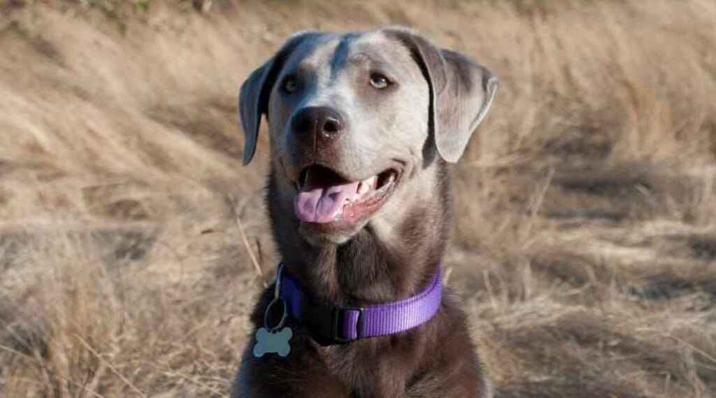 What Makes Silver Labrador Retrievers?