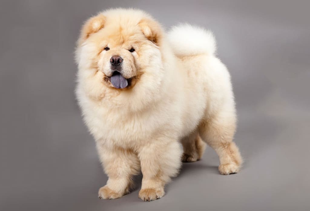 Chow Chow a fluffy dog breeds