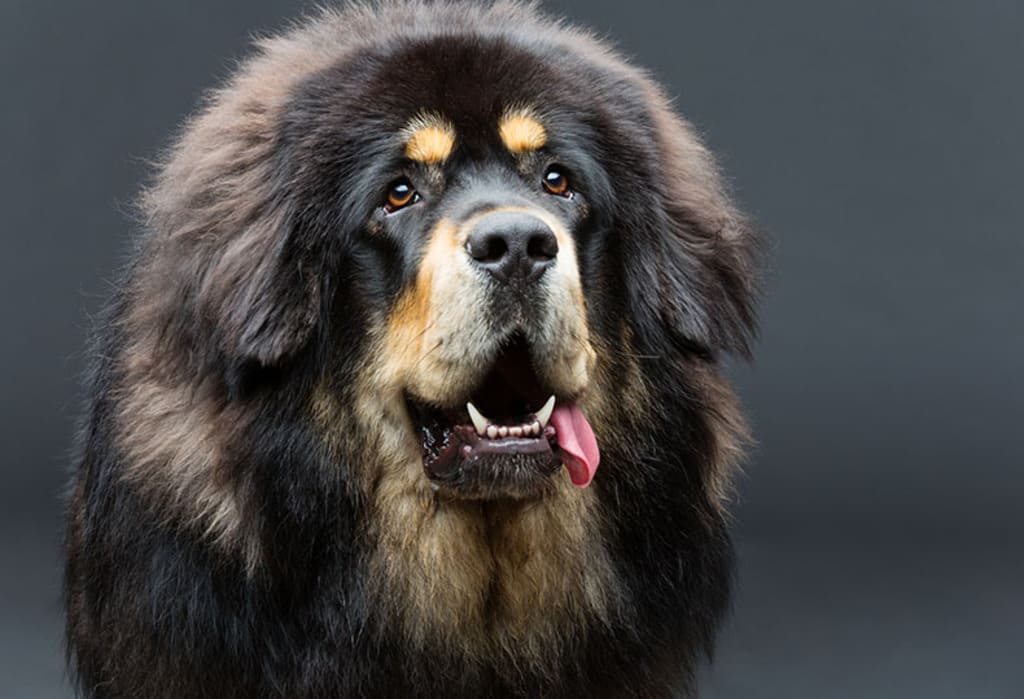 Tibetan Mastiff a Big fluffy dog breeds