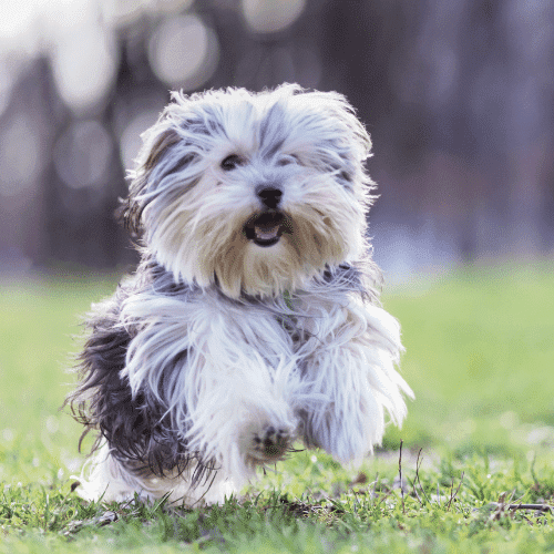 Morkie a small fluffy dog breeds