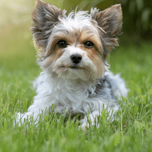 Biewer Terrier a fluffy dog breeds