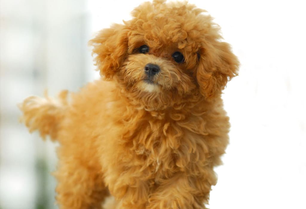 ​Toy Poodle a fluffy dog breeds