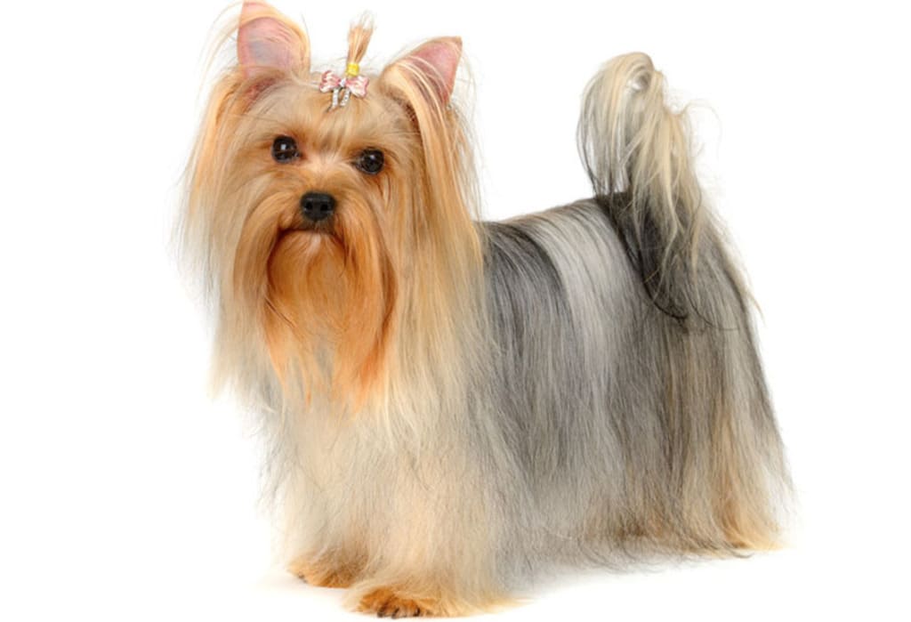 Yorkshire Terrier a fluffy dog breeds
