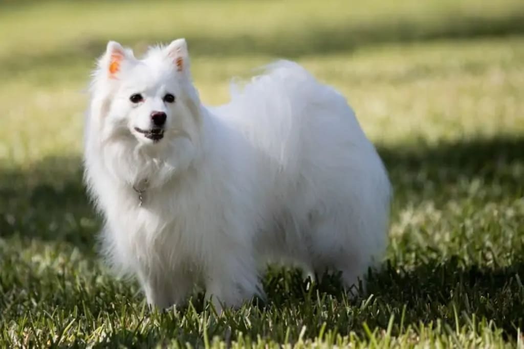 American Eskimo a white fluffy dog breeds