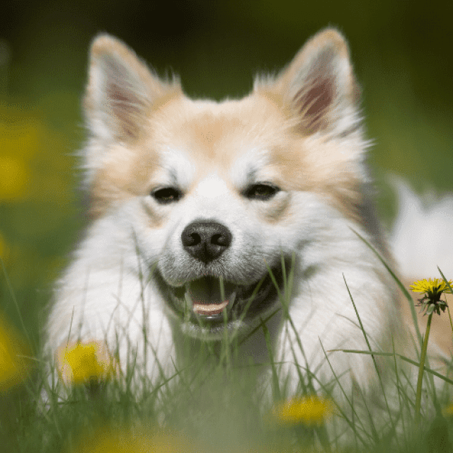 white fluffy dog breeds