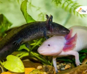 Axolotl Color