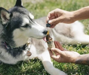 CBD Products For Dogs Health