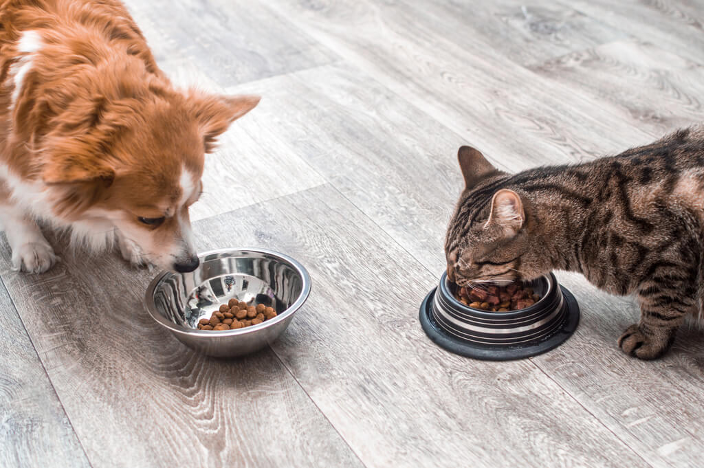Differences Between Cat and Dog Food
