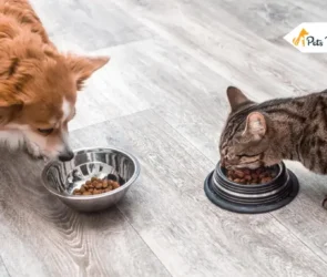 Can Cats Eat Dog Foods