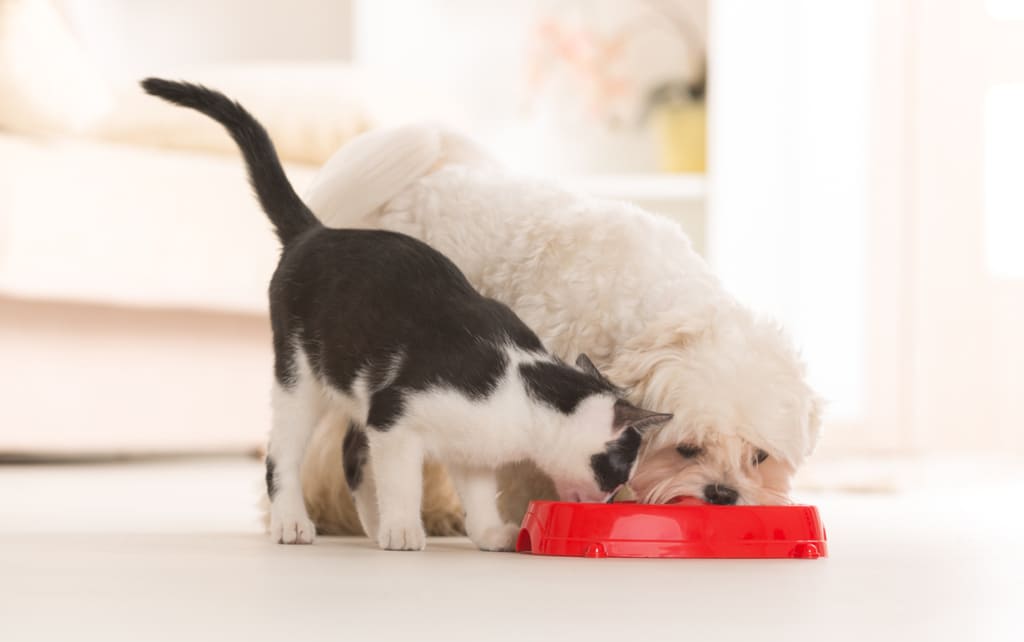 Dog and Cat Eating Dog Food