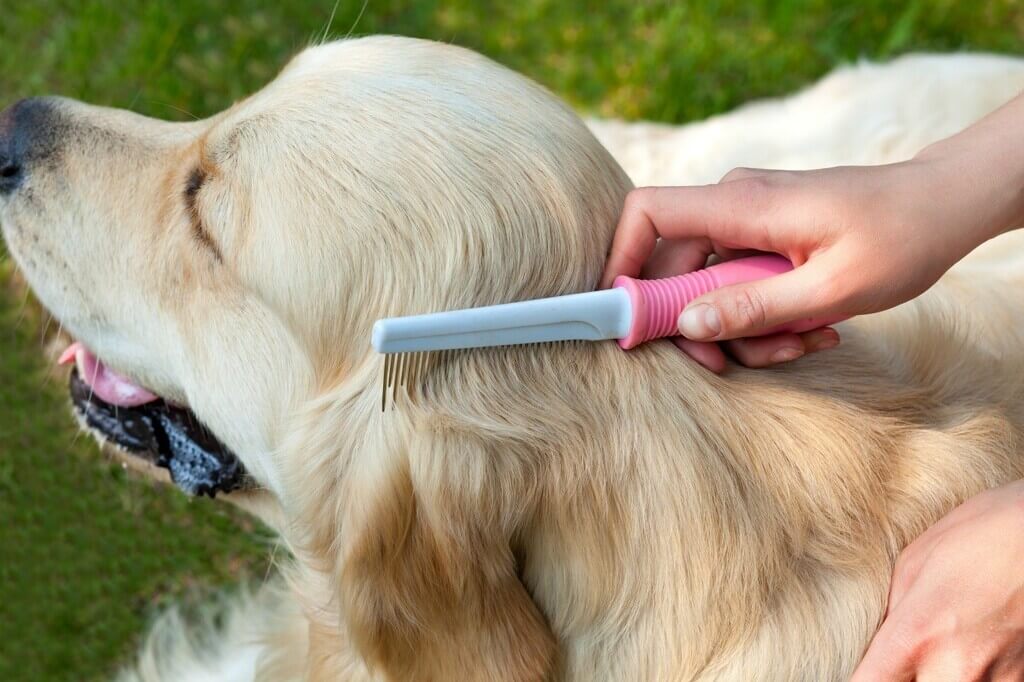 Comb Out Your Dog to groom at home