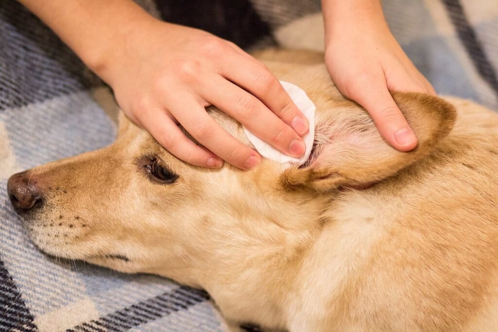 Clear their Ears and Eyes to Groom Your Dog at Home
