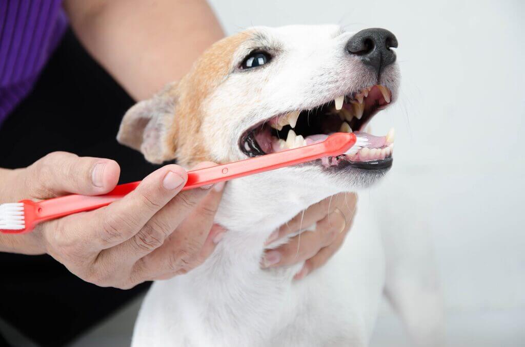 Brush the Teeth to Groom Your Dog at Home