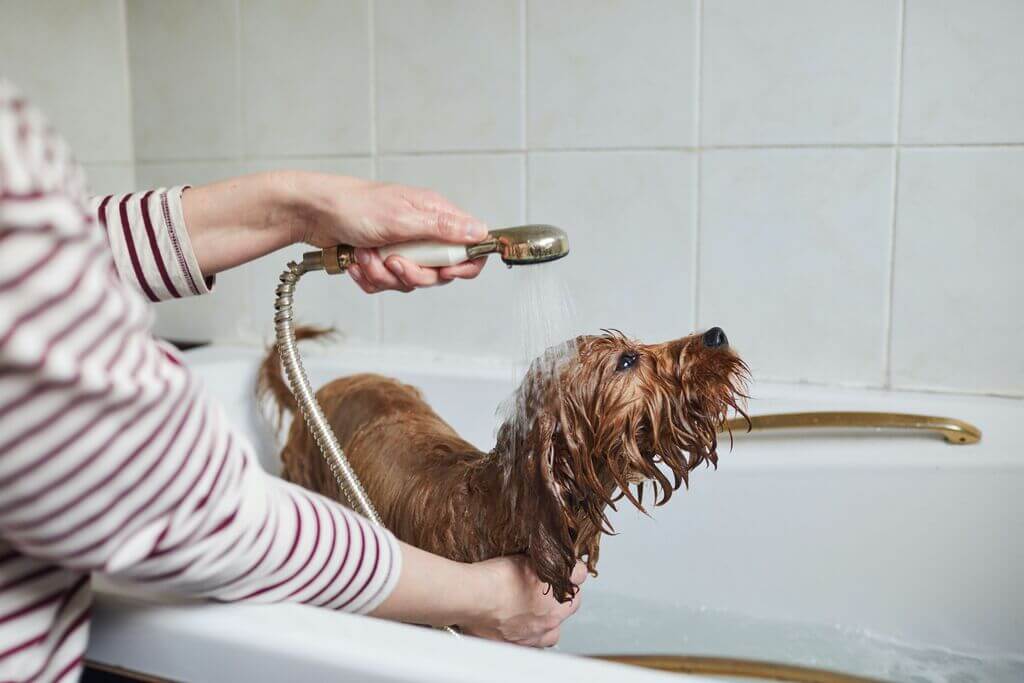 Wash and Dry to Groom Your Dog at Home
