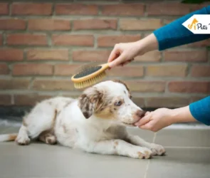 How to Groom Your Dogs at Home