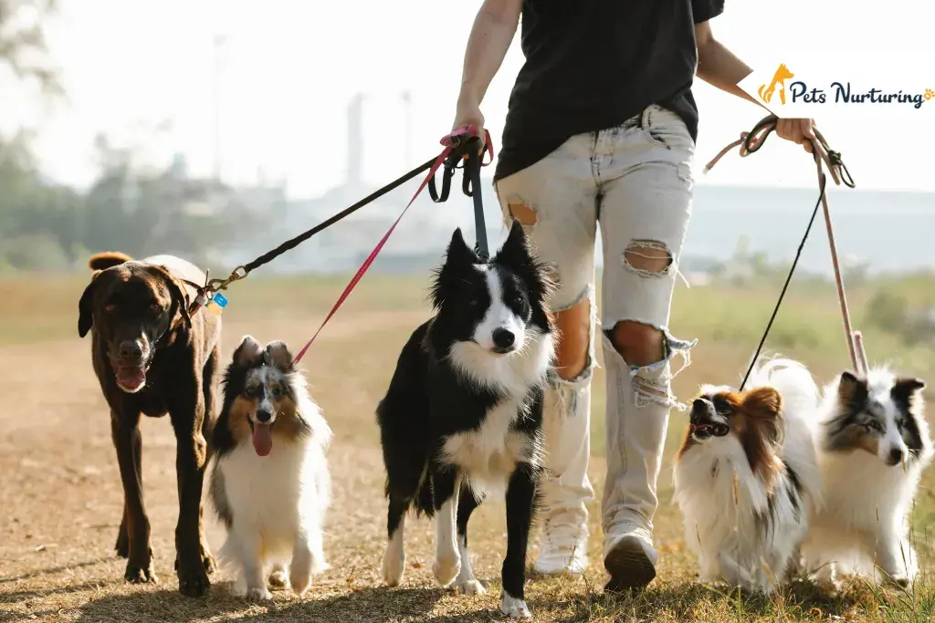 Outdoor Activities You Can Do With Your Dogs