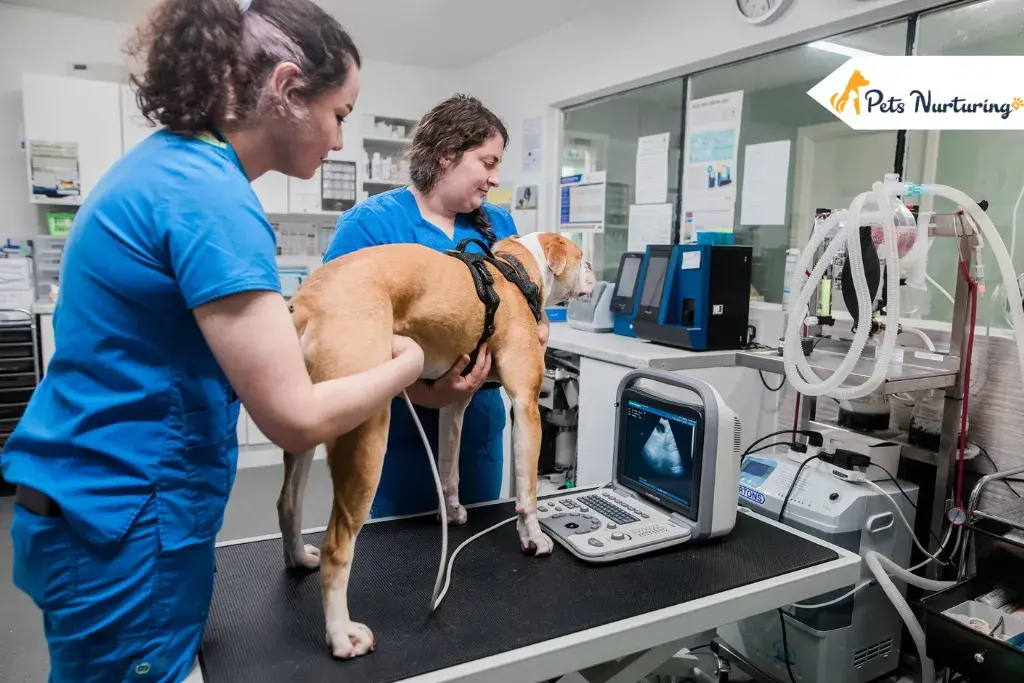 Understanding Veterinary Holistic Treatment