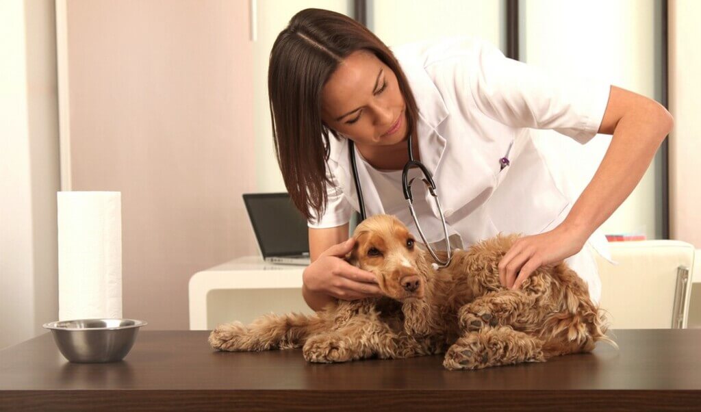 Veterinary Holistic Treatments