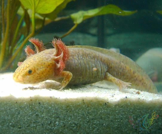 axolotl colors