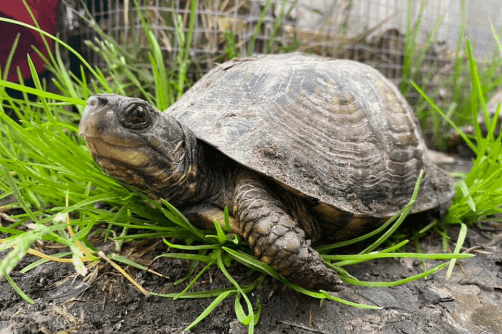 How to Create a Perfect Box Turtle Habitat in Detail | Pets Nurturing