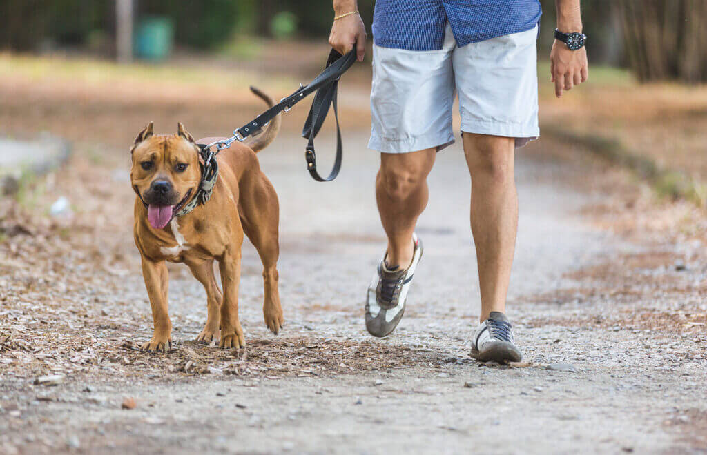keep your dog happy by Change Your Dog-Walking Route