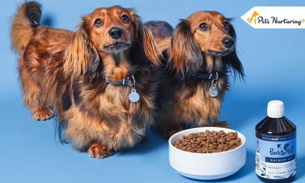 omega 3 fatty acids for dog