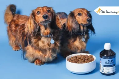 omega 3 fatty acids for dog