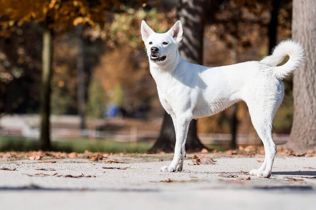 Large White Dog Breeds: Canaan Dog