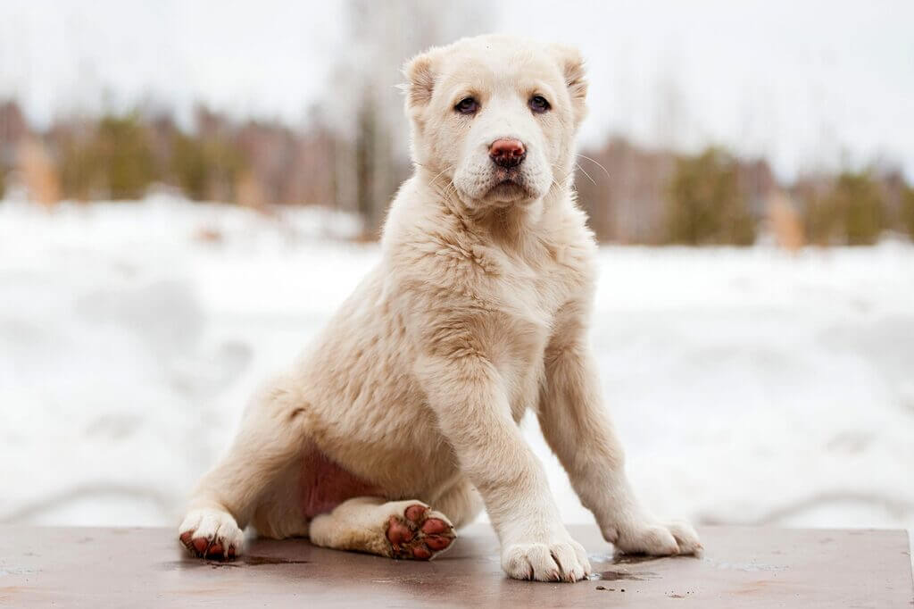 Large White Dog Breeds: Central Asian Shepherd