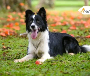 Miniature Border Collies