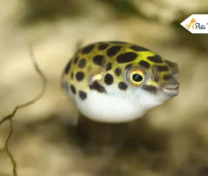 Pea Puffer Fishes