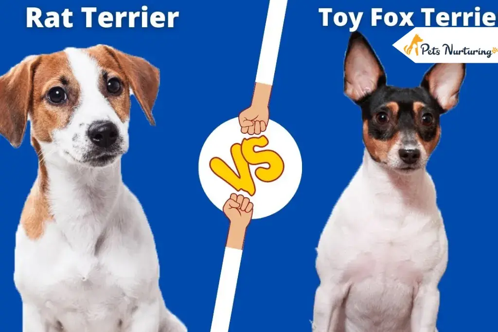 Rat Terrier Vs Fox Terriers