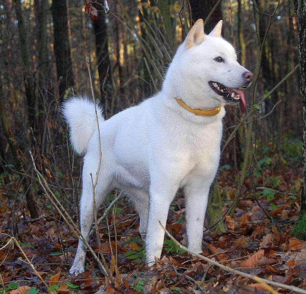 big white dog: Hokkaido