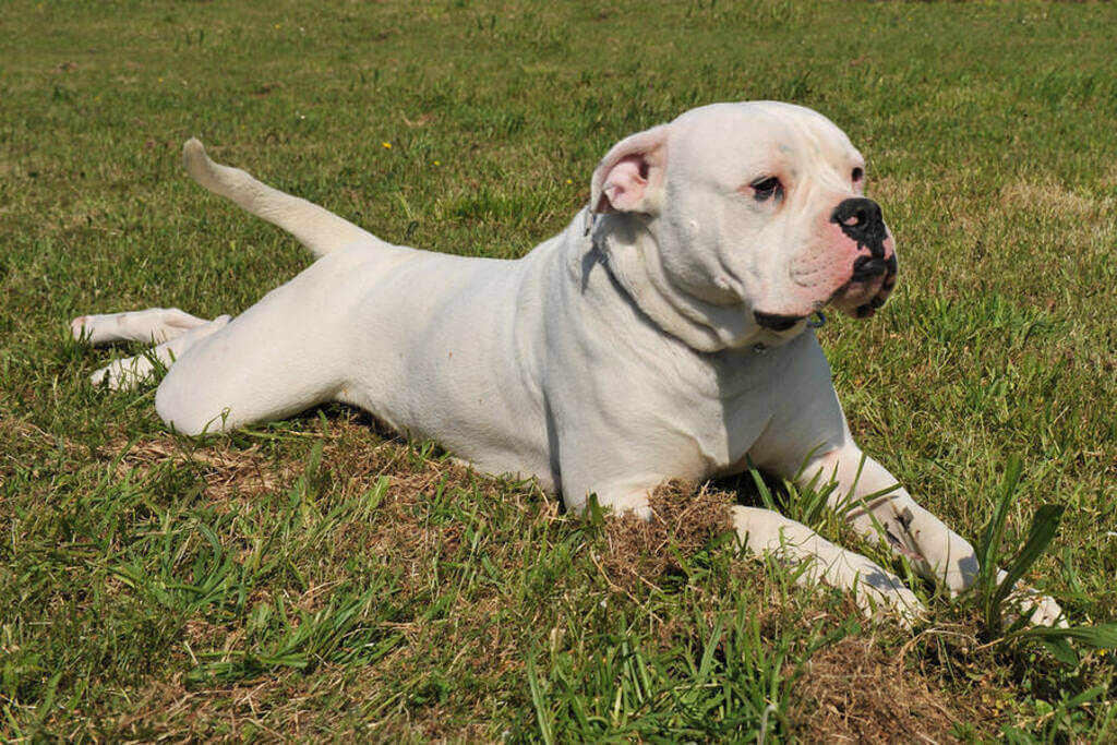 big white dog: American Bulldog